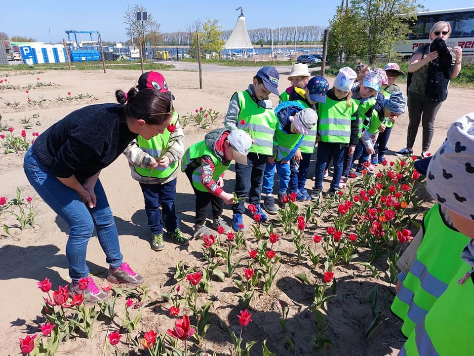 Przedszkolaki odwiedzają tulipanowe pole